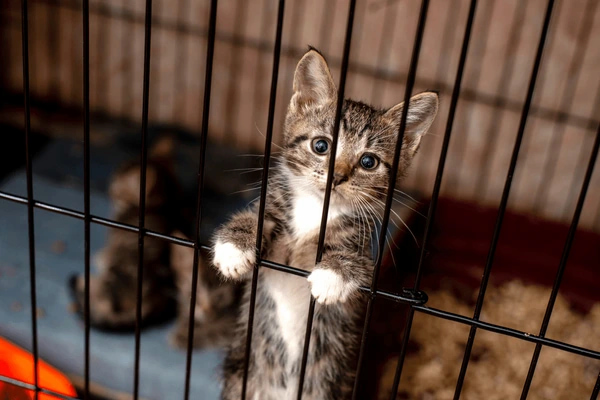 Cat In Cage